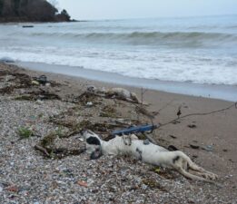 KARADENİZ SAHİLİNDE YÜZÜMÜZÜ KARARTILAR