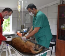 GİRESUN BELEDİYESİ’NDEN HAYVAN DOSTU ÇALIŞMALAR