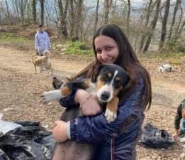 FATSA’DA SOKAK KÖPEKLERİ TOPLANIP BAŞKA BİR BÖLGEYE Mİ BIRAKILDI?