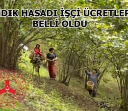 FINDIK HASADI İÇİN İŞÇİ VE PATOZ ÜCRETLERİ BELİRLENDİ