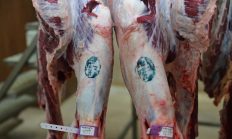 BULANCAK BELEDİYE MEZBAHANESİNDE RAMAZAN HASSASİYETİ!