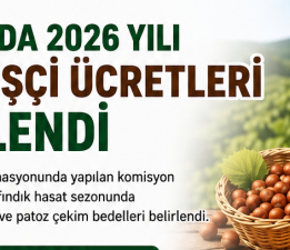 GİRESUN’DA 2026 YILI FINDIK İŞÇİ ÜCRETLERİ AÇIKLANDI