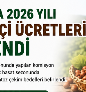 GİRESUN’DA 2026 YILI FINDIK İŞÇİ ÜCRETLERİ AÇIKLANDI