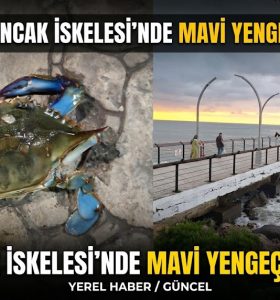 BULANCAK İSKELESİ’NDE GECENİN SÜRPRİZİ: MAVİ YENGEÇ!
